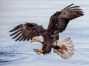 Bald Eagle in Kachemak Bay Alaska