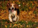 Beagle chases Autumn Leaves