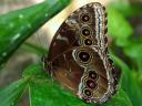 Blue Morpho Butterfly with Closed Wings