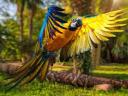 Blue-and-Yellow Macaw Wallpaper