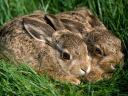 Bunnies in Forest Symbol of Springtime