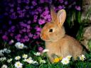 Bunny among Flowers Wallpaper
