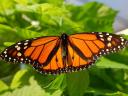 Butterfly Monarch Showy Male