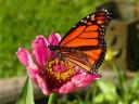 Butterfly Monarch on a Flower