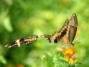 Butterfly Swallowtail