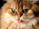 Cat Persian Longhair