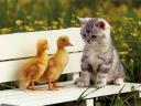 Cat and Ducks
