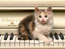 Cat on Piano Wallpaper