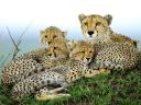 Cheetah Mother with Cubs in Otjitotongwe Farm Namibia Africa