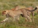Cheetah in Serengeti National Park Tanzania Africa