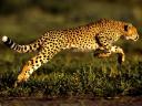 Cheetah the Fastest running Mamal on the Planet Wallpaper