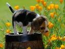 Cute Beagle and Spring Flower Wallpaper