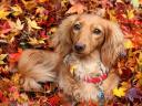 Dachshund surrounded by Autumn Leaves Wallpaper