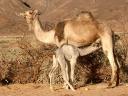 Dromedary Mother breastfeeding Calf Sahara Egypt Wallpaper