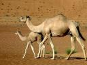 Dromedary with Baby Camel Sahara Egypt