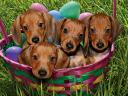 Easter Dachshund Puppies in Basket Greeting Card
