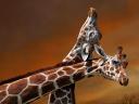 Giraffes Mother and Calf South Africa Wallpaper