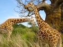 Giraffes Serengeti National Park in Tanzania Africa