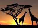 Giraffes Shadows at Sunset in Savanna Africa Wallpaper