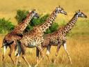 Giraffes in South Luangwa National Park Zambia Africa