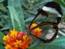 Glasswing Butterfly Greta Oto Closeup