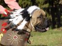 Halloween Costume Bullmastiff Dog as Commando