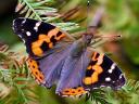 Indian Red Admiral Butterfly