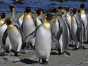 King Penguins Colonie Wallpaper