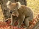 Koala Symbol of Australia