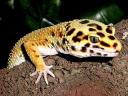 Leopard Gecko South Asia