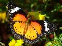 Leopard Lacewing Butterfly Male with open Wings
