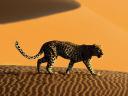 Leopard crosses Sand Dunes of Sossusvlei Park Namibia Africa