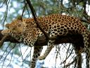 Leopard in Samburu National Reserve Kenya Africa