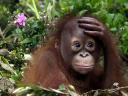 Little Orangutan Wallpaper