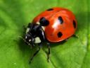 Lucky Scarlet Ladybug
