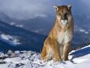 Mountain Lion in Snow