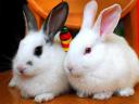 Pet Rabbits  Symbol of Happiness in Hangzhou City Zhejiang East China