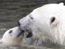 Polar Bear Cub and Mother swimming