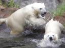 Polar Bear Cubs play in Water