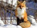 Red Fox on Snow