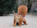 Red Squirrel at Floors Castle Kelso Scotland Close-up