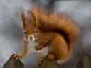 Red Squirrel on Wooden Fence Wallpaper