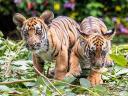 South China Tiger Cubs