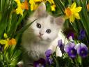 Spring Kitten among Flowers Wallpaper