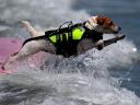 Surf Dog Loews Coronado Bay resort Imperial Beach California USA