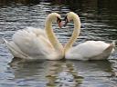 Swans in Love Wallpaper