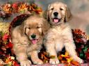 Thanksgiving Golden Retriever Puppies Post Card