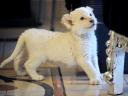 White Lion Cub in Germany
