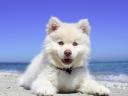 White Siberian Husky Puppy Wallpaper