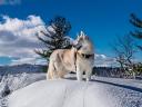White and Red Siberian Husky in Winter